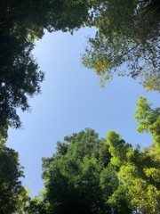 trees and sky