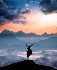 Foto op Plexiglas silhouet van herten op de top van de berg bij zonsondergang © Riza