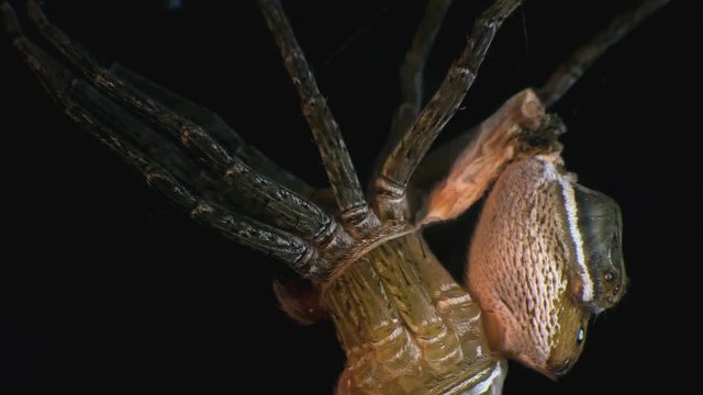 Fishing spider molting its skin 1190 4
