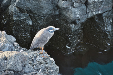 Yellow Crowned Night Heron Roosting on Black Shore Rocks in Galapagos Islands Ecuador