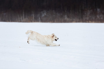Free and beautiful dog breed siberian husky sitting back to the camera in the dark mysterious forest.