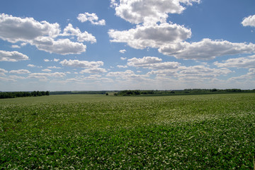 Fototapeta na wymiar green field and blue sky with clouds