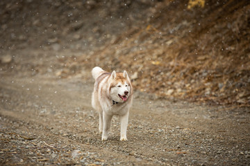 Crazy, happy and funny beige and white dog breed siberian husky with tonque out jumping and running outdoors in spring