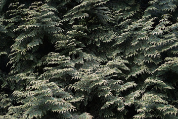 vieux conif&egrave;re de for&ecirc;t de broc&eacute;liande