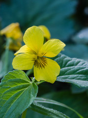 Yellow Violet Wildflower