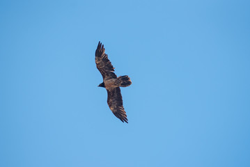 Hawk flying against blue sky