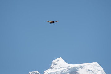 Naklejka na ściany i meble Hawk flying over Mount Kangtega summit in Nepal