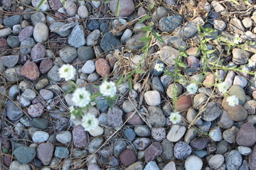 pebbles on the beach