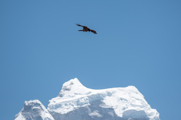 Naklejka na ściany i meble Hawk hunting near Mount Kangtega in Nepal