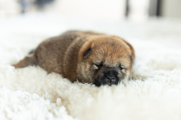 Close-up portrait of newborn red Shiba Inu puppy lying on the blanket.