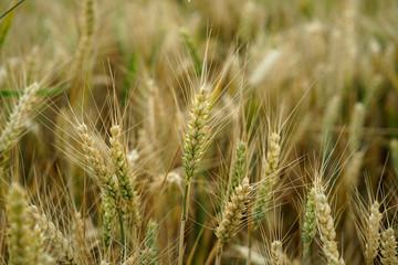 Epi de bl&eacute; en gros plan dans son champ