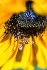 Honey Bee on Sunflower 
