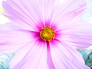 Fleur rose macro © Unregardphotographie