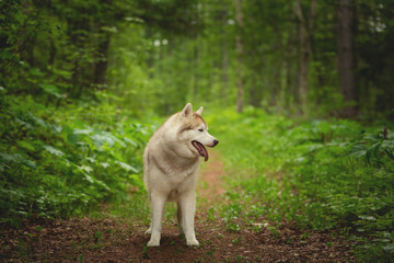 Portrait of lovely and beautiful dog breed siberian husky standing in the bright green forest.