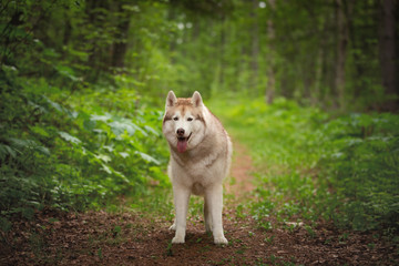 Portrait of lovely and beautiful dog breed siberian husky standing in the bright green forest.