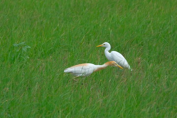 Heron in rice field after rain very fresh nature.