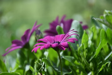 Close p of purple flower, blurry green backdrop, summer time, Northern Europe