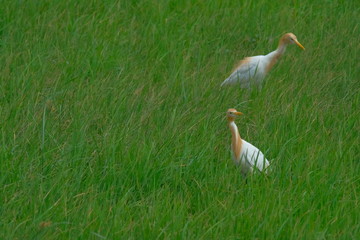 Heron in rice field after rain very fresh nature.