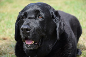 Closeup, black Labrador retriever on a hot sunny day, tongue sticking out, lying on grass.