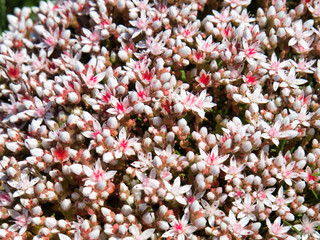 Wild flowers of English Stonecrop (sedum anglicum) on the Pembrokeshire Coast Path in June