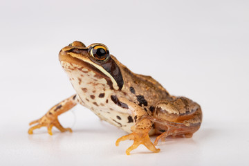 Small frog on a white table in a photo studio. A small amphibian from Central Europe.