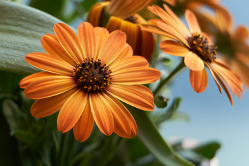 Schöne orange gelbe Gazanien / Blumen 