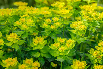 Bright yellow milkweed bushes on a green background in the garden. Floral pattern. Cushion spurge, euphorbia epithymoides on a Sunny day.