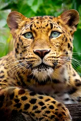 Abwaschbare Fototapete Leopard Dieses Nahaufnahmeportrait eines vom Aussterben bedrohten Amur-Leoparden wurde in einem örtlichen Zoo bei leicht bewölktem Wetter bei einem After-Hour-Event aufgenommen. Normalerweise ist diese Katze schwer zu schießen, da sie nachtaktiv ist und schläft