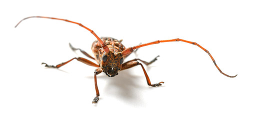 front view brown longicorn on a white background closeup