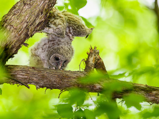 Barred Owl ( owlet ) Perched in Tree and Stretching its Wings in Spring, Portrait