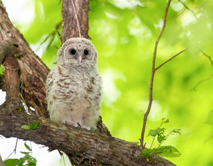 Barred Owl ( Owlet ) Sitting on Tree Branch on Green Background
