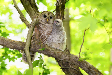Barred Owl and Owlet Perched in Tree and Kissing in Spring, Portrait