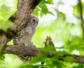 Barred Owl ( owlet ) Perched in Tree and Stretching its Wings in Spring, Portrait