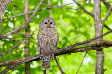 Barred Owl Sitting on Tree Branch on Green Background