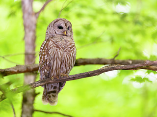 Barred Owl Sitting on Tree Branch on Green Background