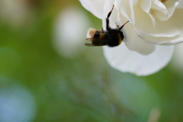 large wasp on the real wild rose