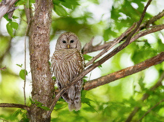 Barred Owl Perched in Tree in Spring, Portrait