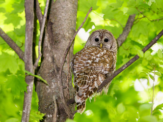 Barred Owl Sitting on Tree Branch on Green Background