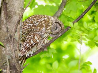 Barred Owl Perched in Tree and Preening in Spring