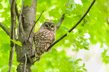 Barred Owl ( Owlet ) Sitting on Tree Branch on Green Background