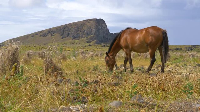 Close up beautiful brown horse grazes in the windy grass fields of easter island close to the ran raku volcanic crater