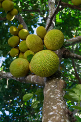 Jackfruit tree
