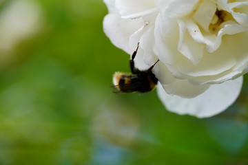 large wasp on the real wild rose