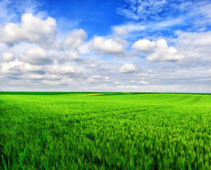 Wheat field against a blue sky