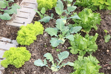 Bio-Gemüsegarten mit Salat-Pflanzen und Kohlrabi-Pflanzen