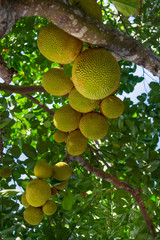 Jackfruit on the tree