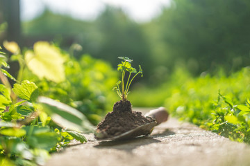 young sprout in soil on the scoop on the ground in the farm
