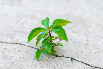 a small but powerful spout plant makes his way and breaks the cement pavement