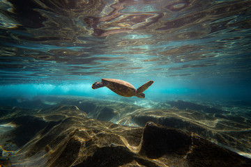 dramatic turtle