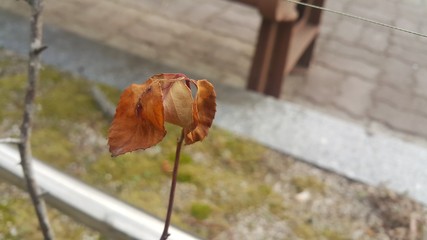 Dried brown leaf on a plant branch during autumn season.